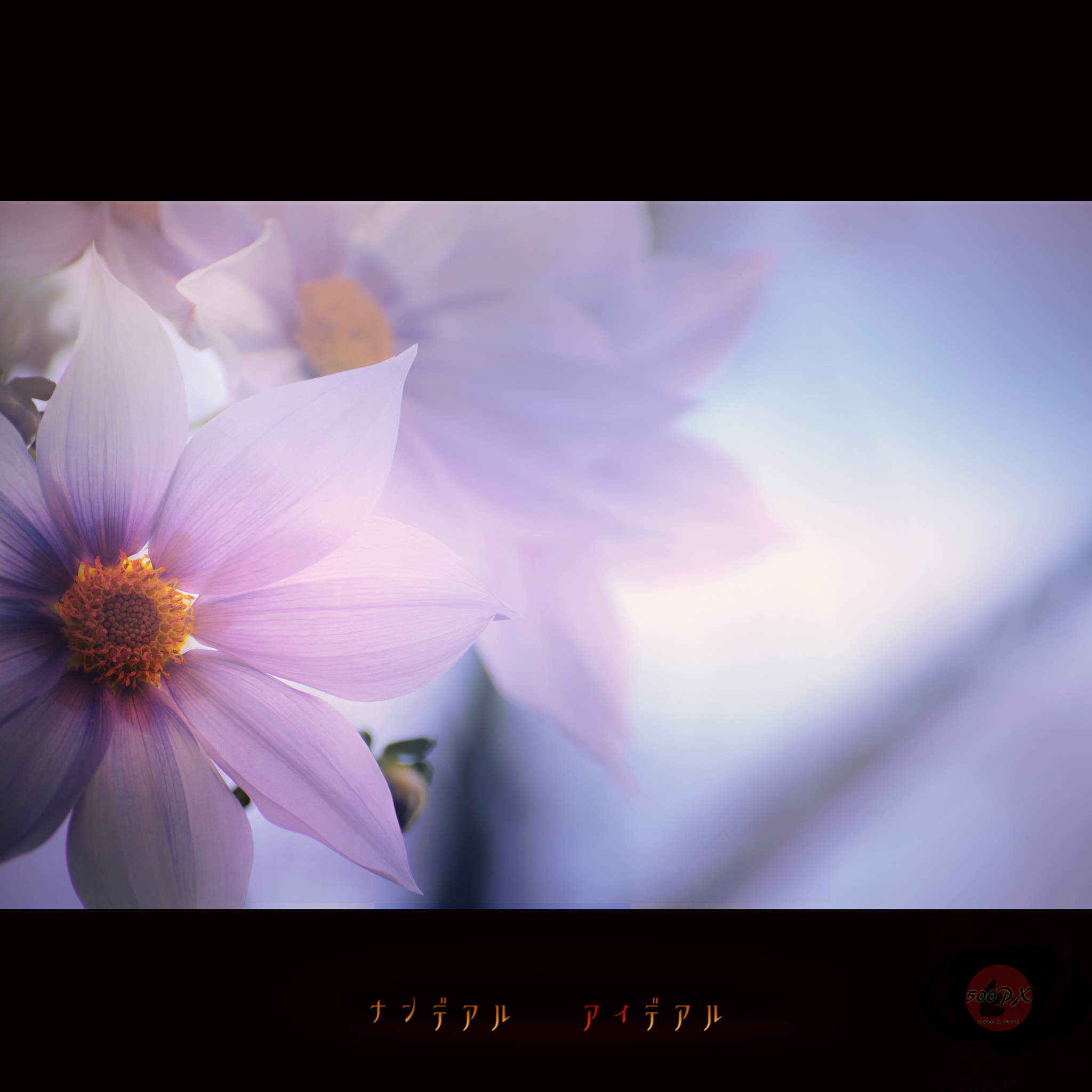 Nikon D800 + Nikon AF-S Nikkor 58mm F1.4G sample photo. ナンデアル、アイデアル photography