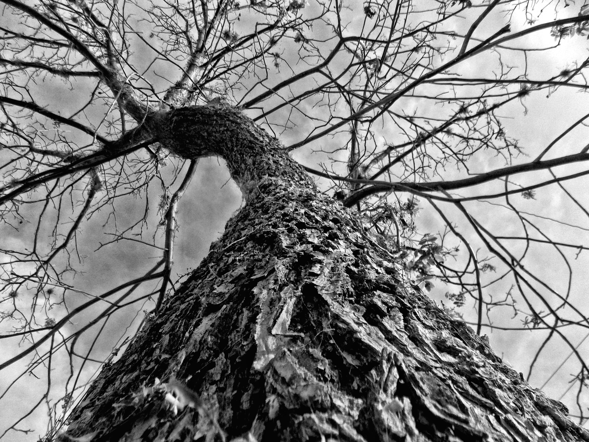 Nikon COOLPIX L320 sample photo. Tree photography