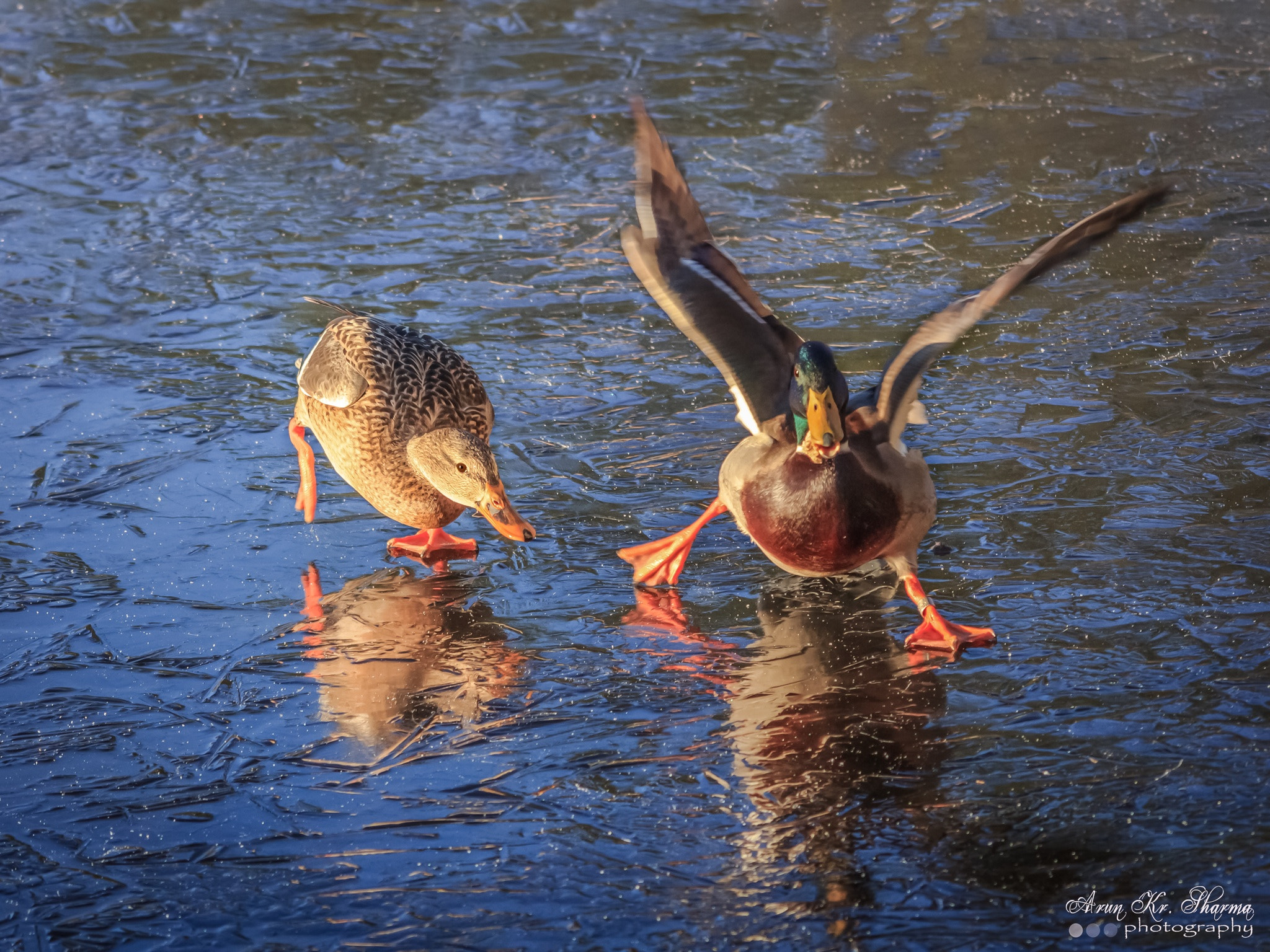 Canon EOS 60D sample photo. Fight for food on frozen lake photography
