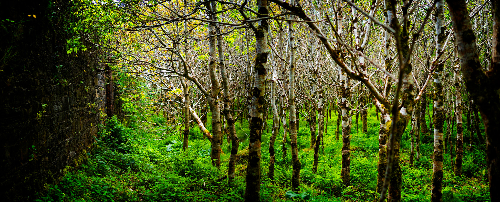 Olympus OM-D E-M5 II + Olympus M.Zuiko Digital 25mm F1.8 sample photo. Woods and the wall photography