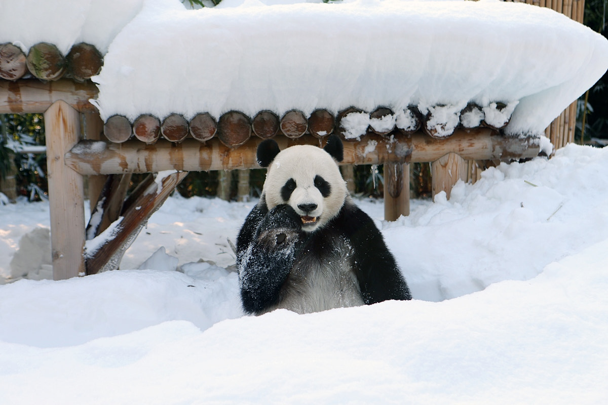 Canon EOS-1D X sample photo. Snow panda2 photography