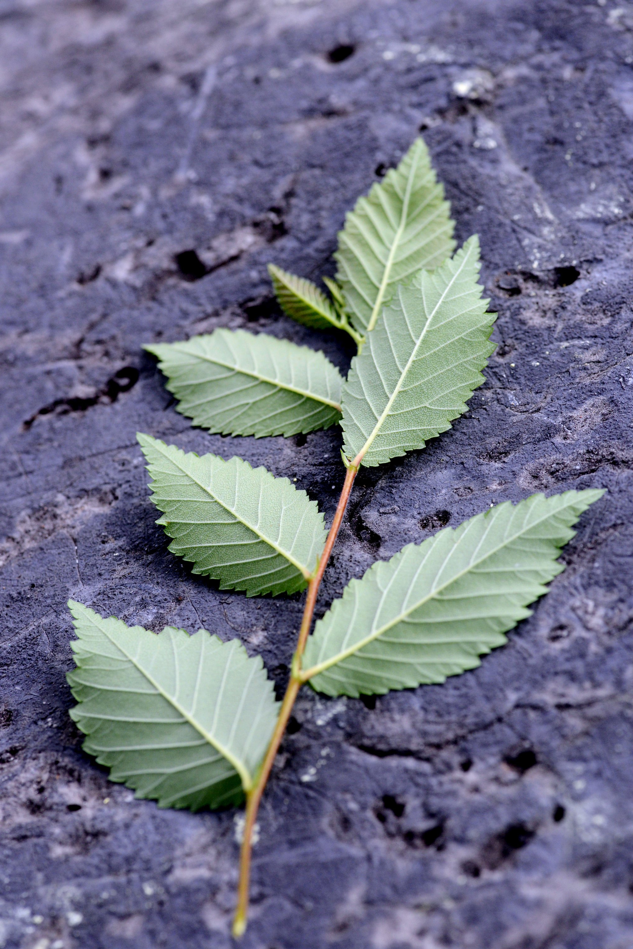 Nikon D600 sample photo. Rock & fresh leaves photography