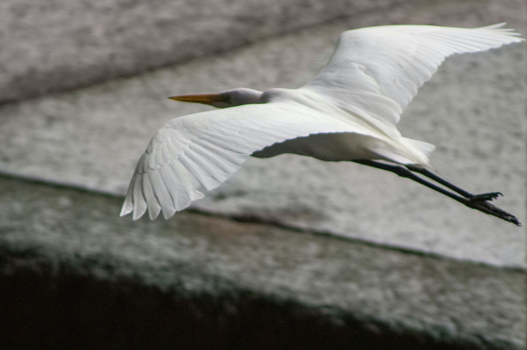 Sigma AF Tele 400mm F5.6 Multi-coated sample photo