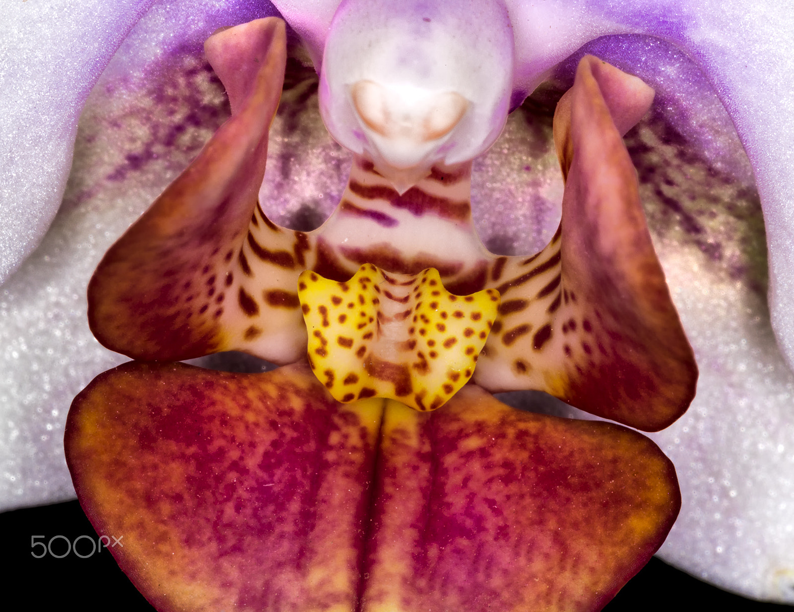 Canon EF 180mm F3.5L Macro USM sample photo. Orchid hidden beauty photography