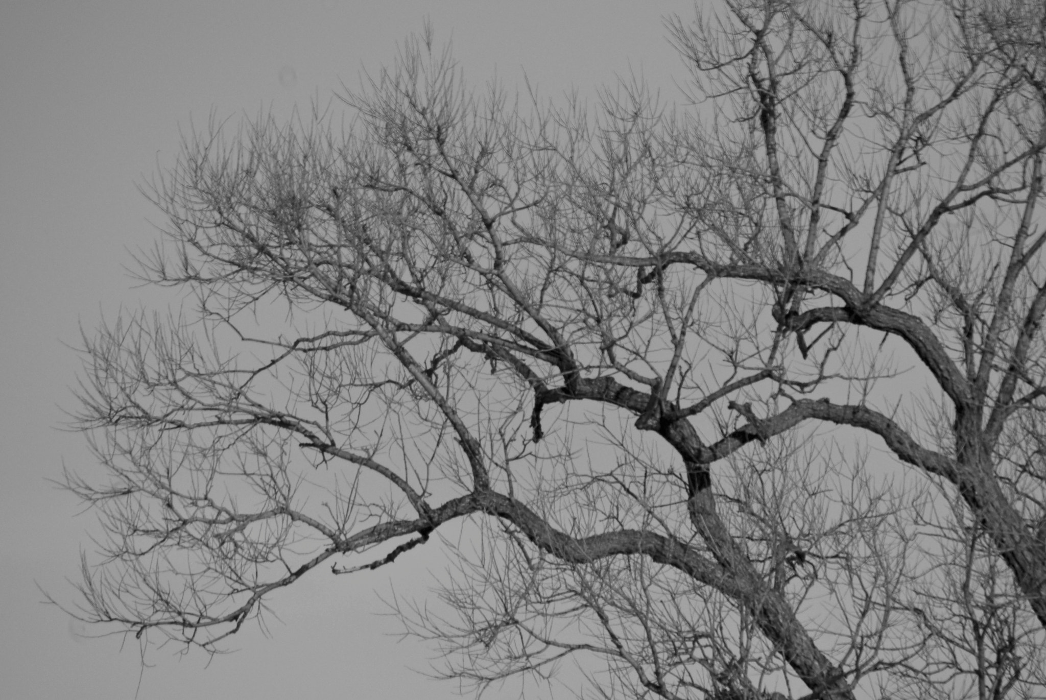 Nikon D200 + AF Nikkor 50mm f/1.8 sample photo. Winter tree photography