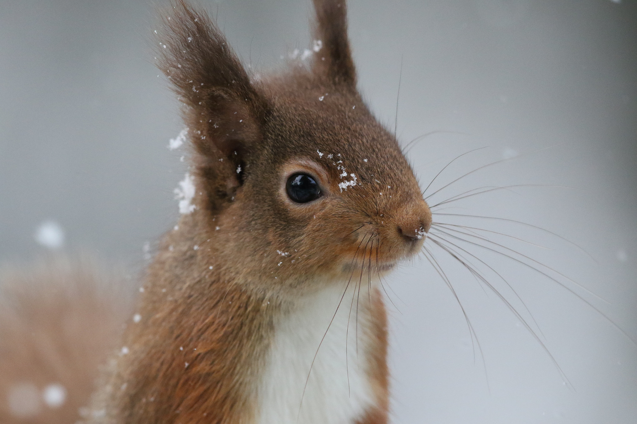Canon EOS 7D Mark II sample photo. Squirrel in snow 2 photography