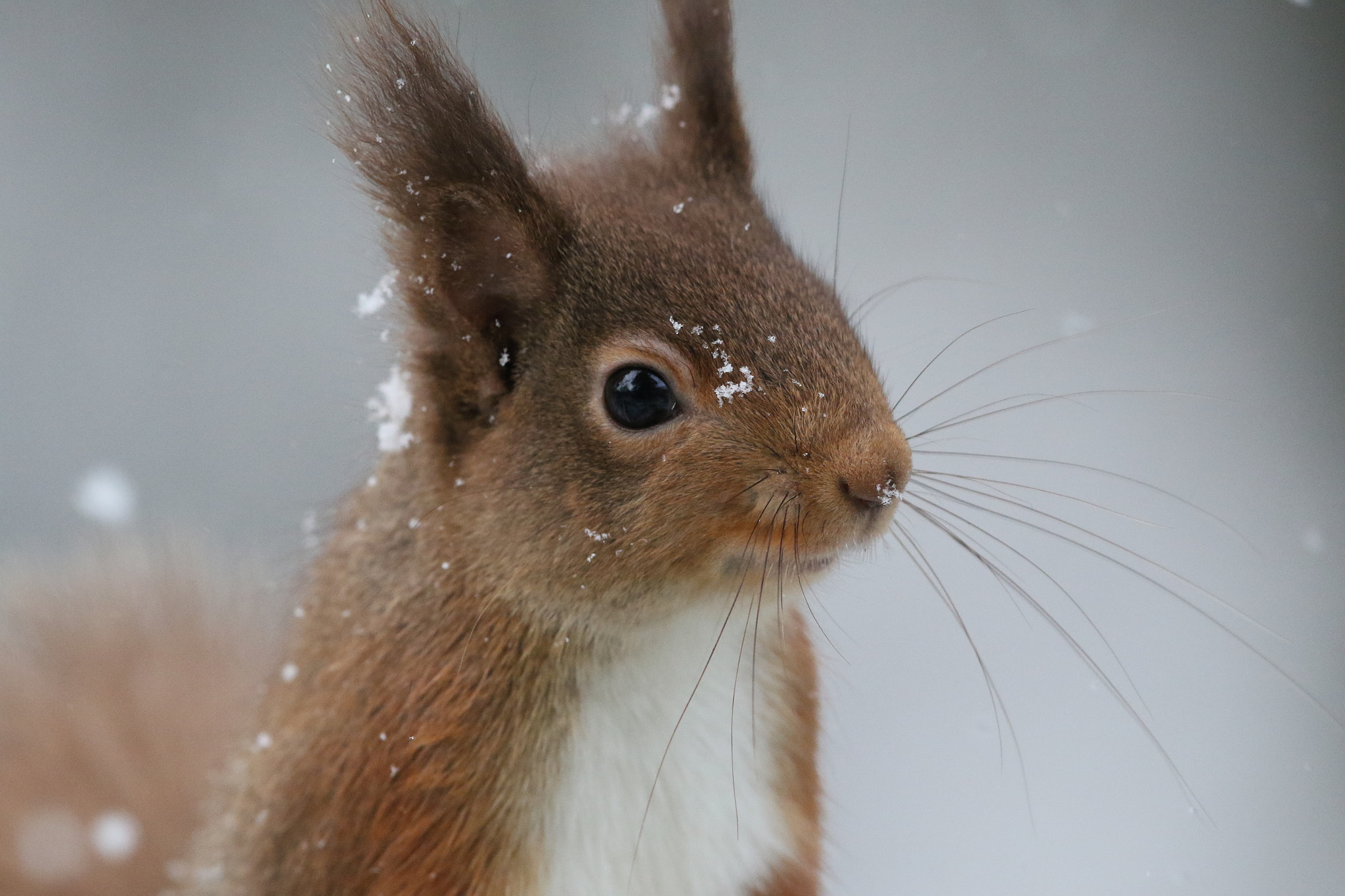 Canon EF 500mm F4L IS II USM sample photo. Squirrel in snow 2 photography