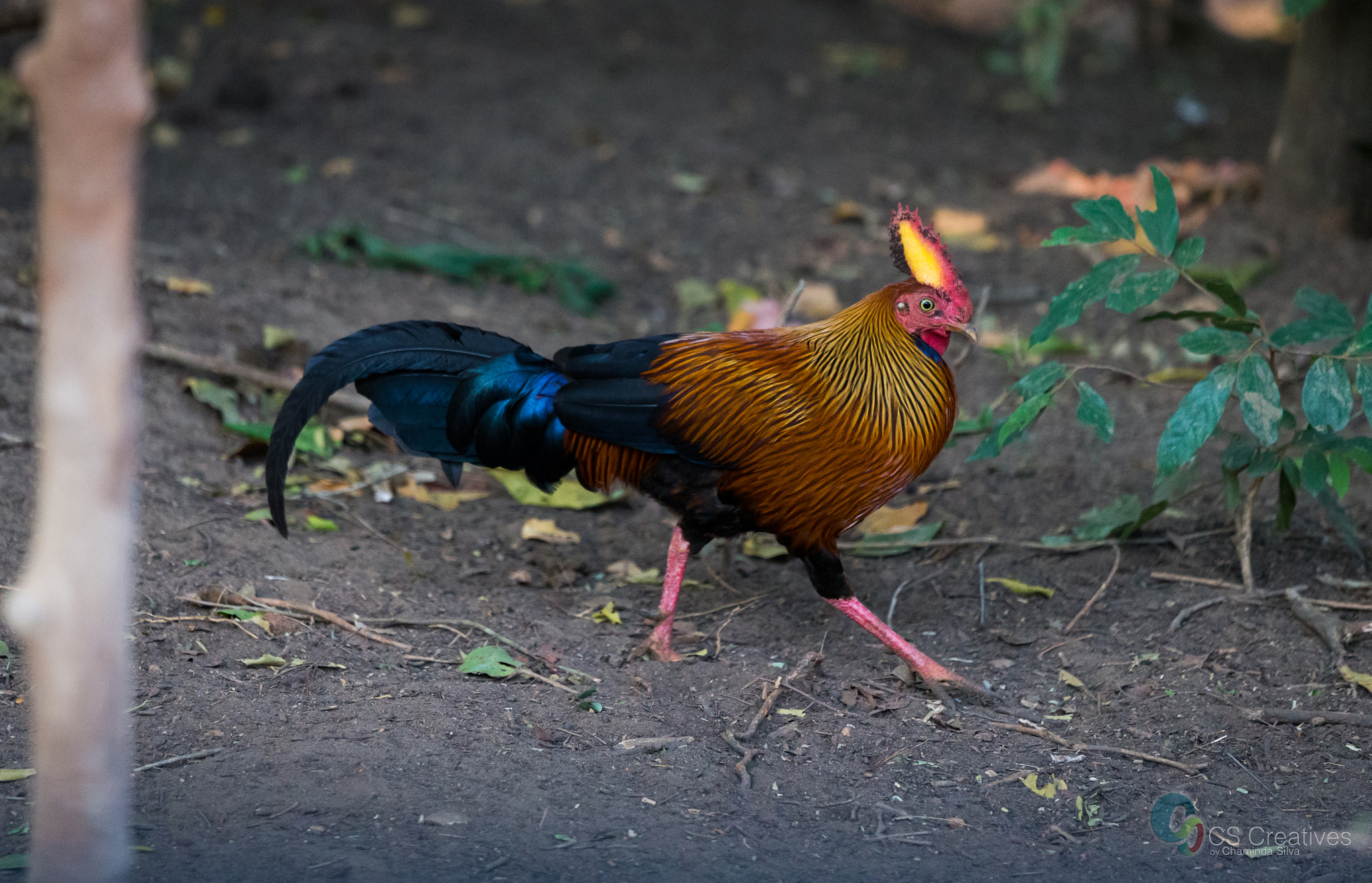 Canon EF 70-200mm F4L IS USM sample photo. Sri lankan jungle fowl photography