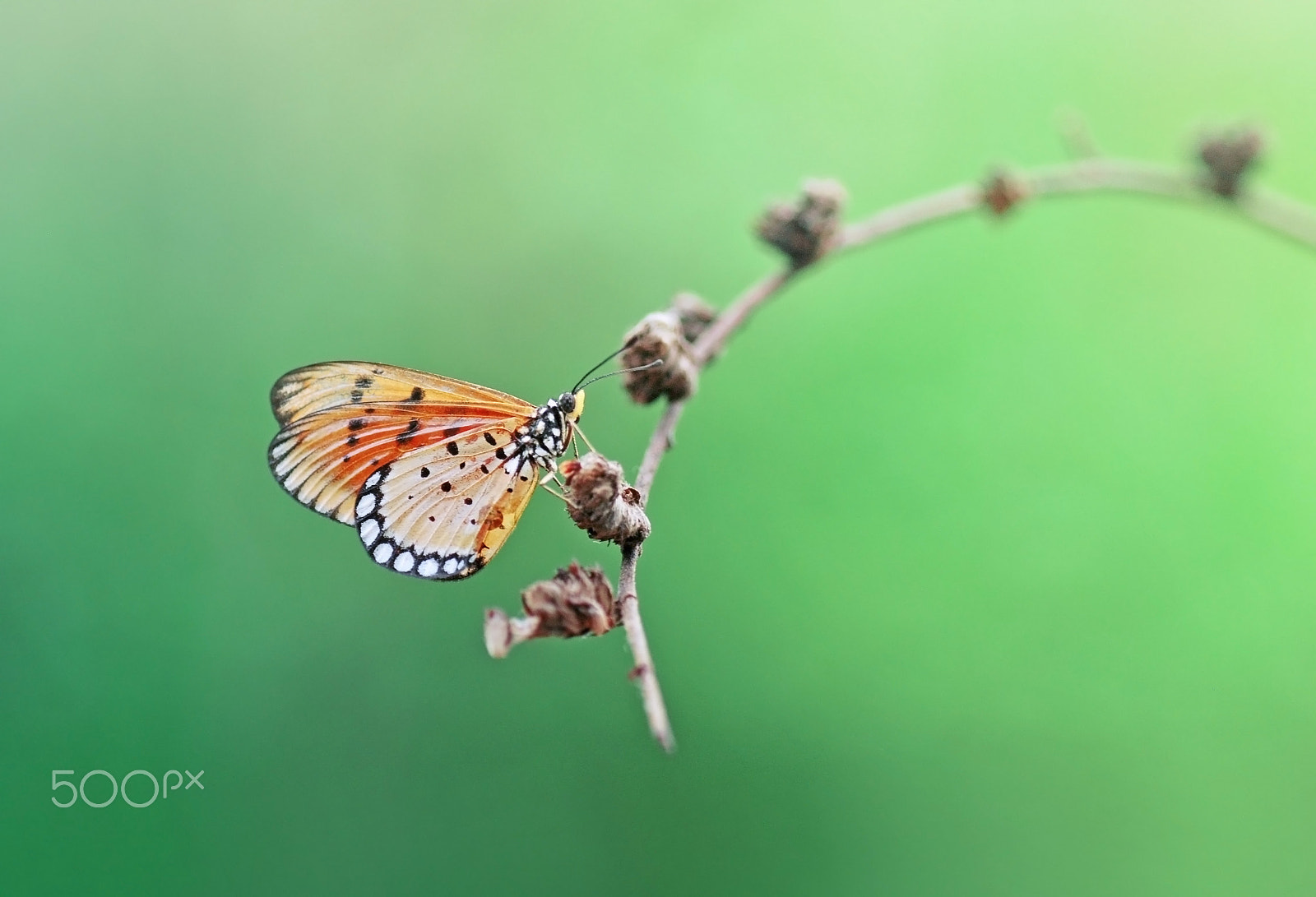 Nikon D60 sample photo. Gorgeous hanging, photography