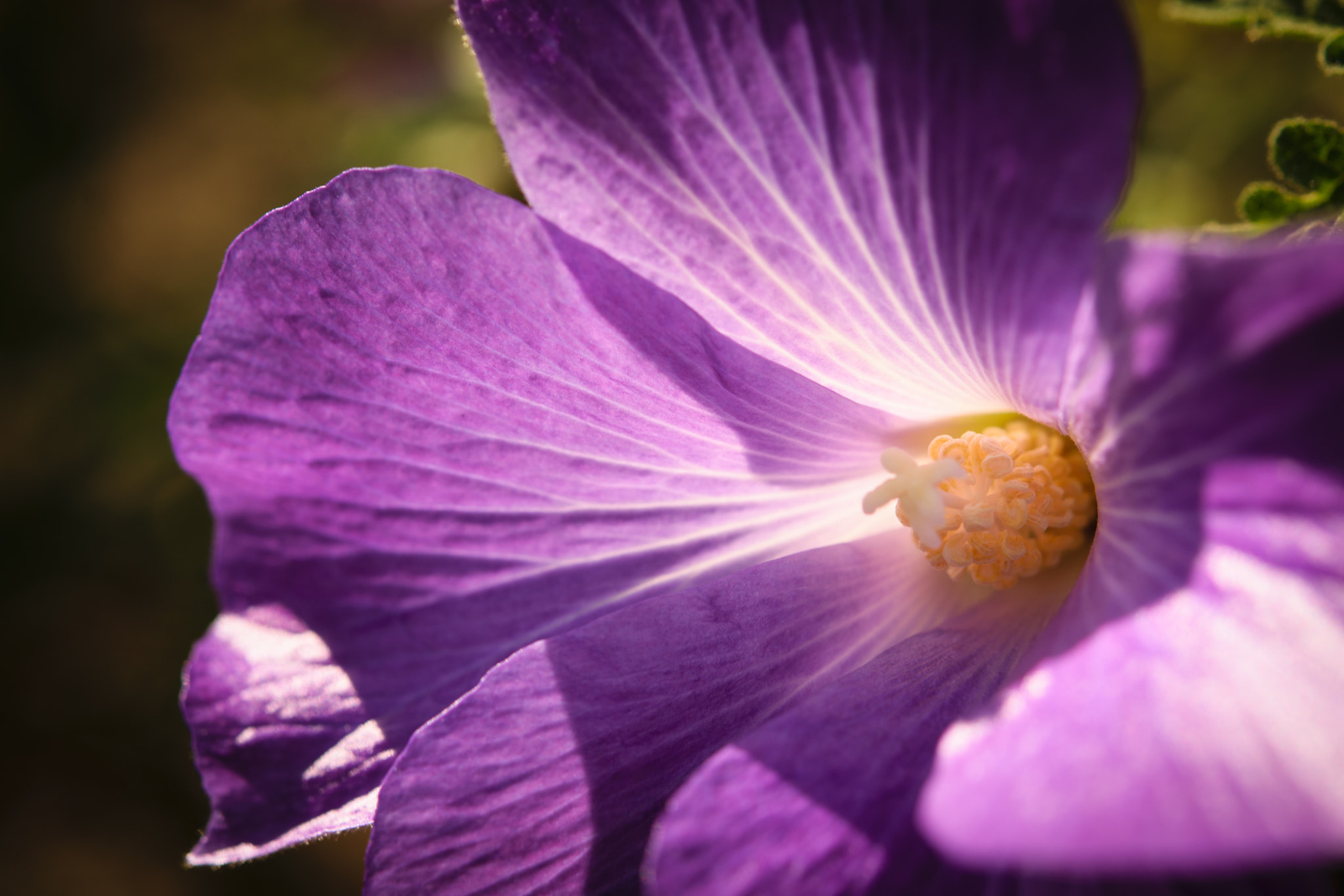 Nikon AF-S Micro-Nikkor 60mm F2.8G ED sample photo. Purple flower photography