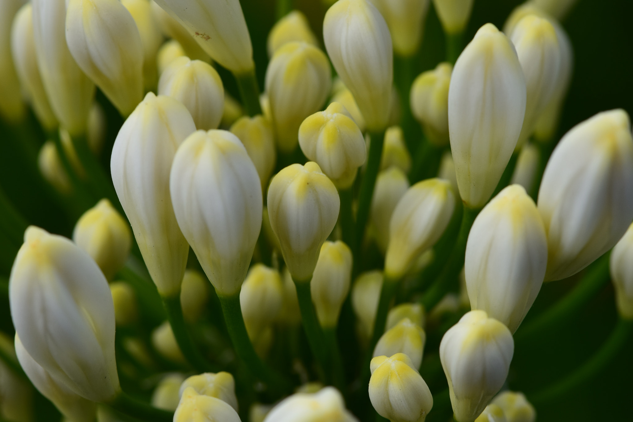 Nikon AF-S DX Micro-Nikkor 85mm F3.5G ED VR sample photo. Soon to bloom photography
