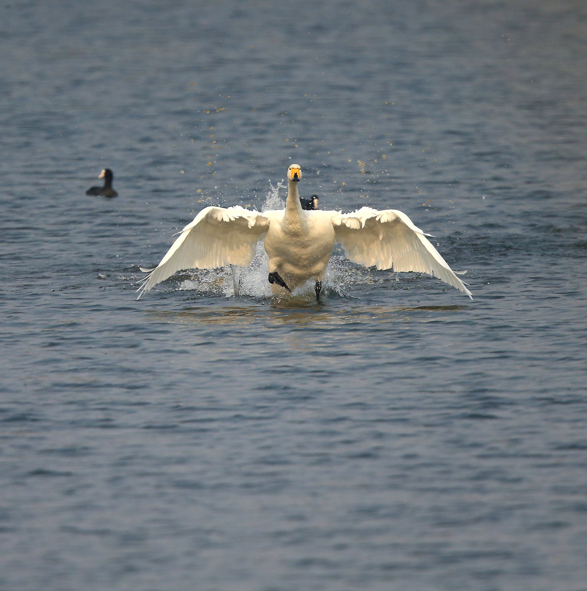 Canon EF 600mm F4L IS II USM sample photo. 740 photography