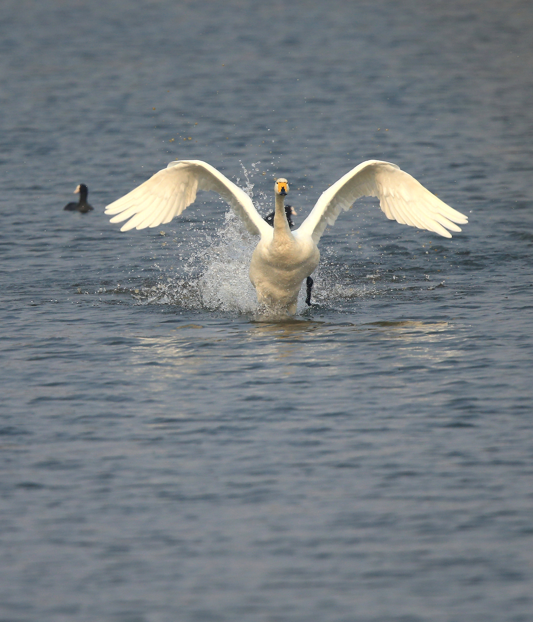 Canon EF 600mm F4L IS II USM sample photo. 741 photography