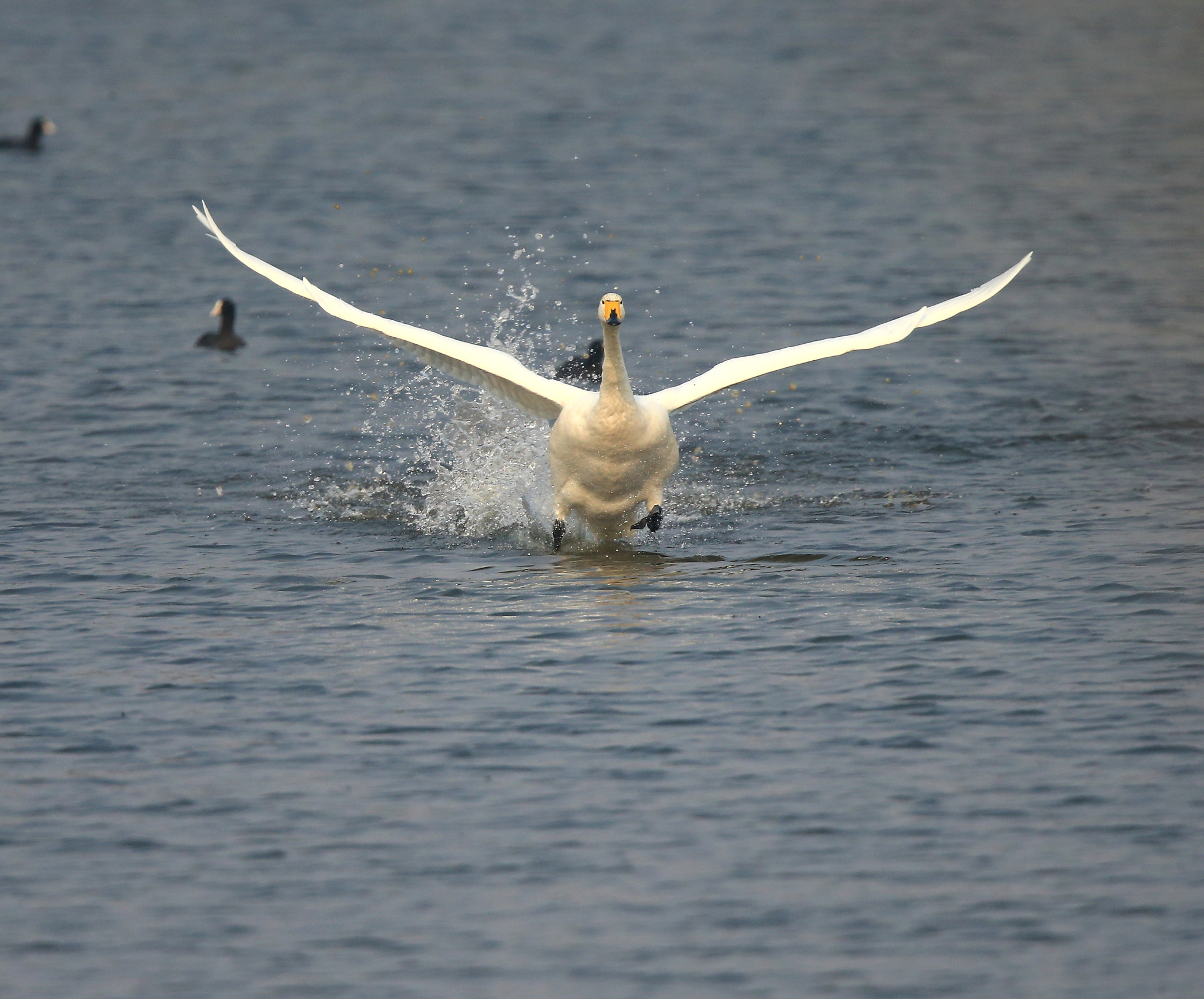 Canon EF 600mm F4L IS II USM sample photo. 742 photography