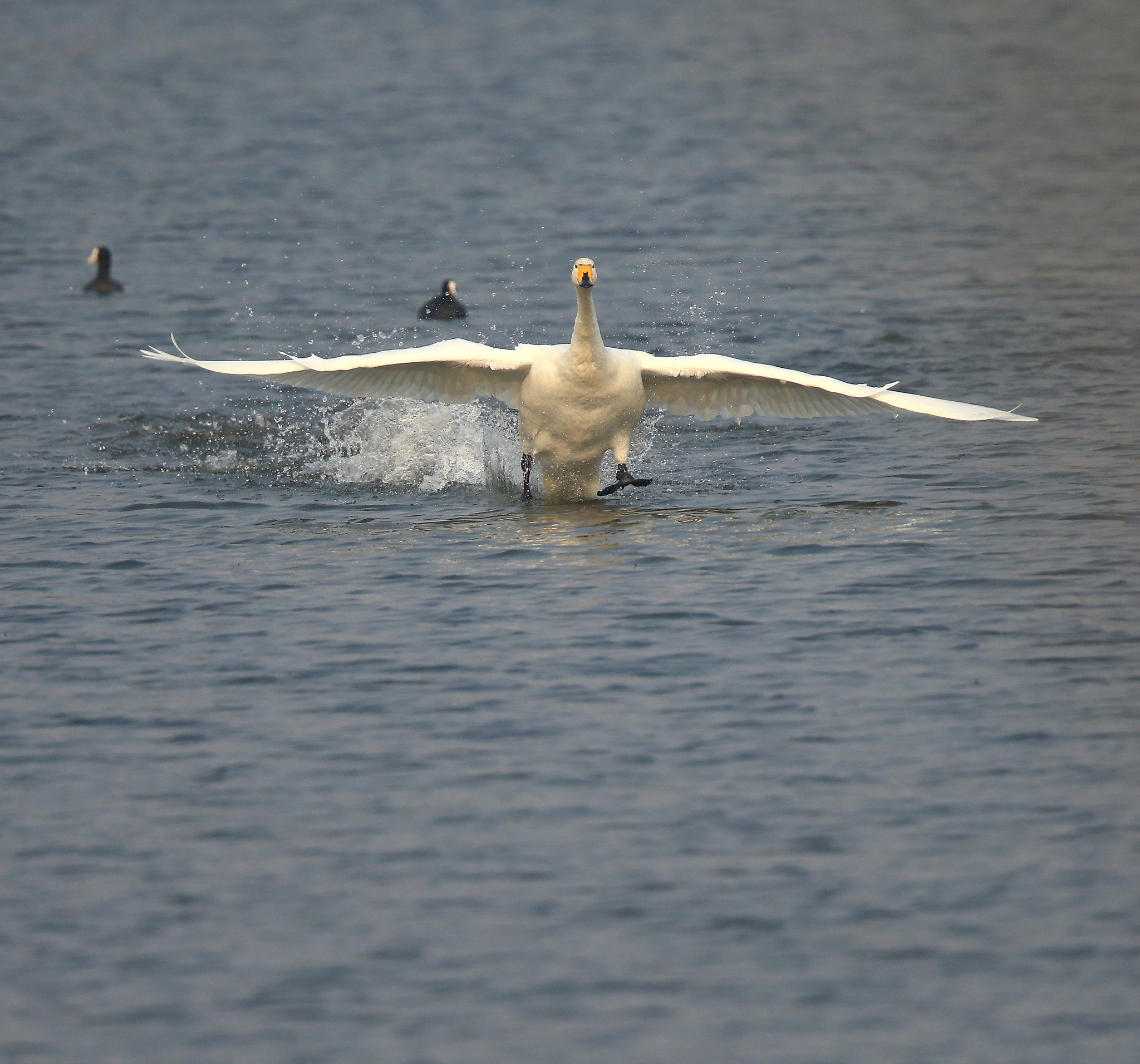 Canon EF 600mm F4L IS II USM sample photo. 743 photography