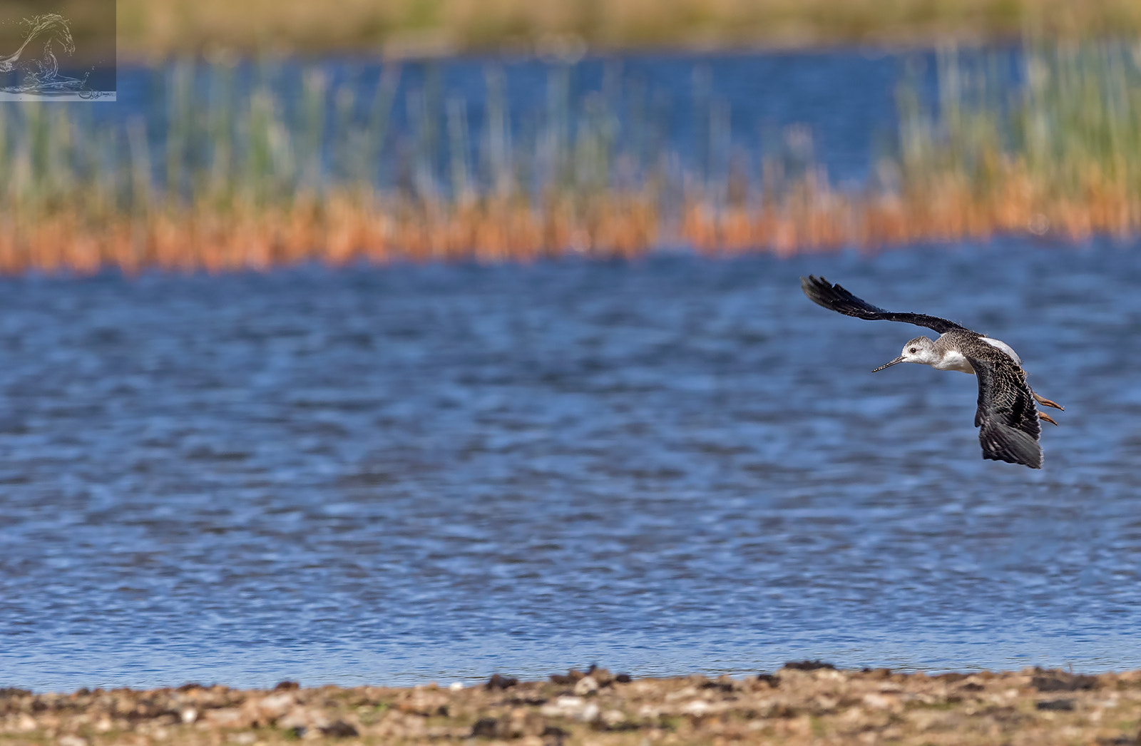 Canon EF 300mm F2.8L IS USM sample photo. Pied stilt 26 photography