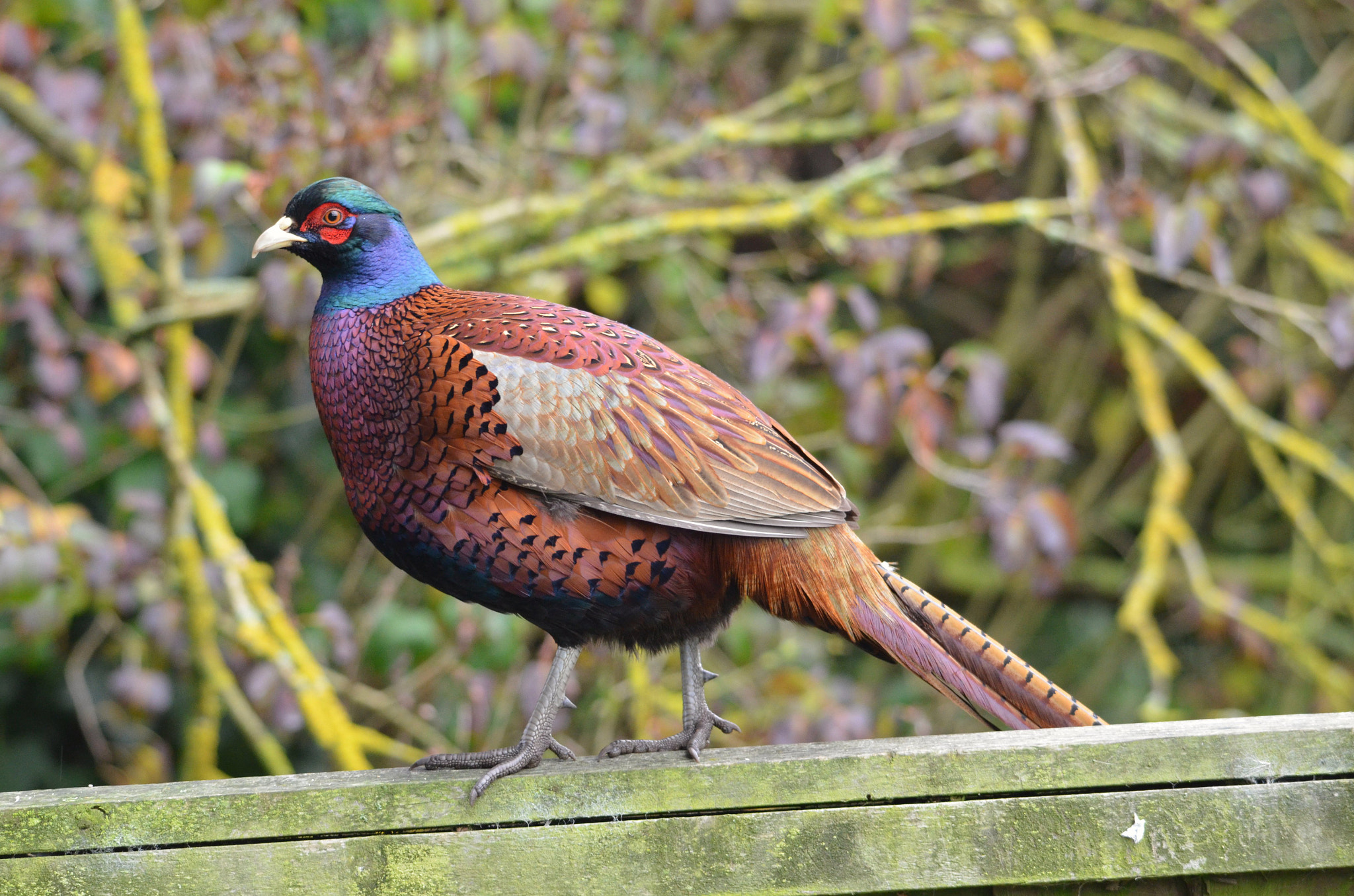 Sigma 150-500mm F5-6.3 DG OS HSM sample photo. Coloured to attract photography