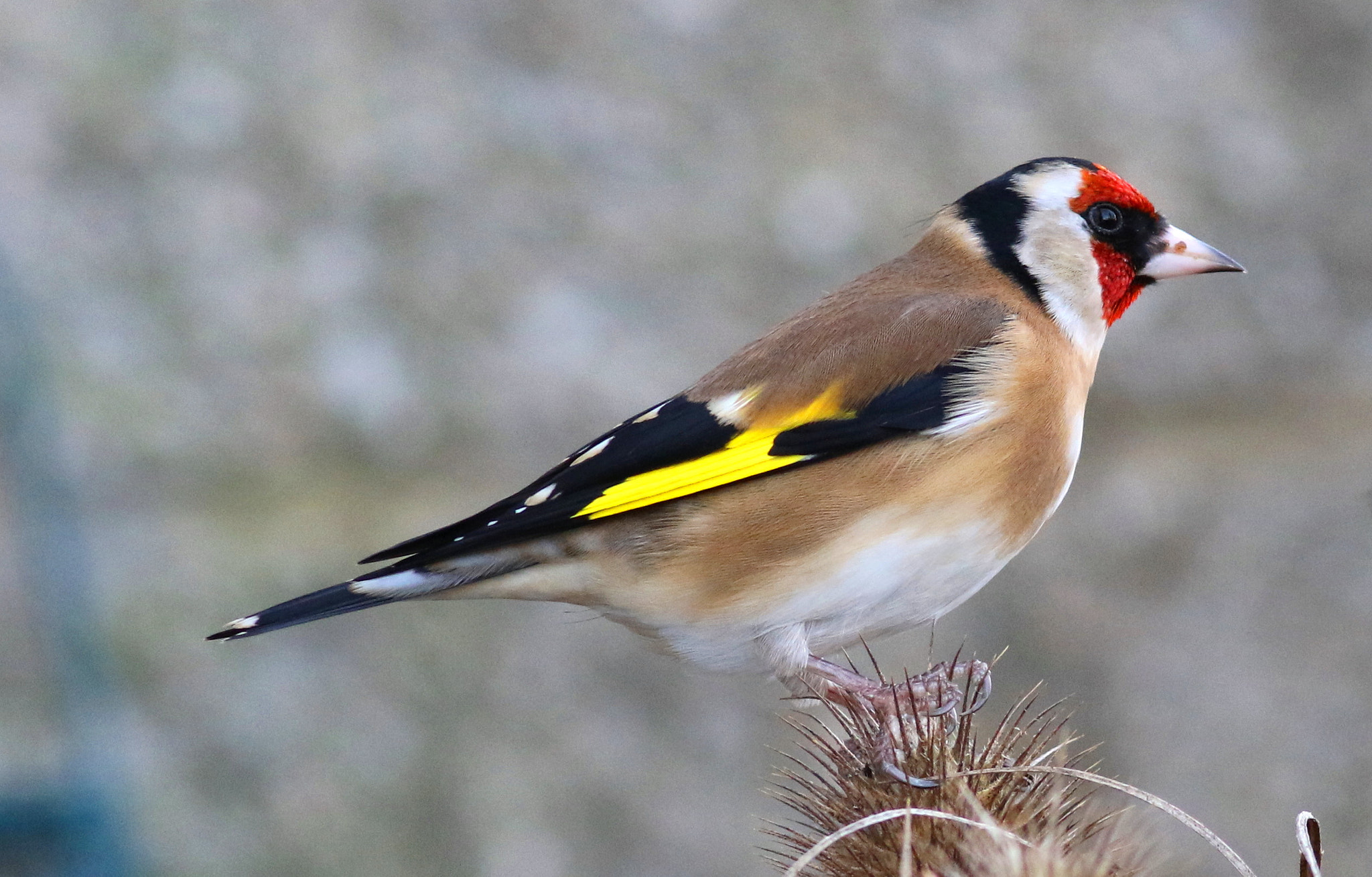 Canon EF 300mm F4L IS USM sample photo. Gold finch photography