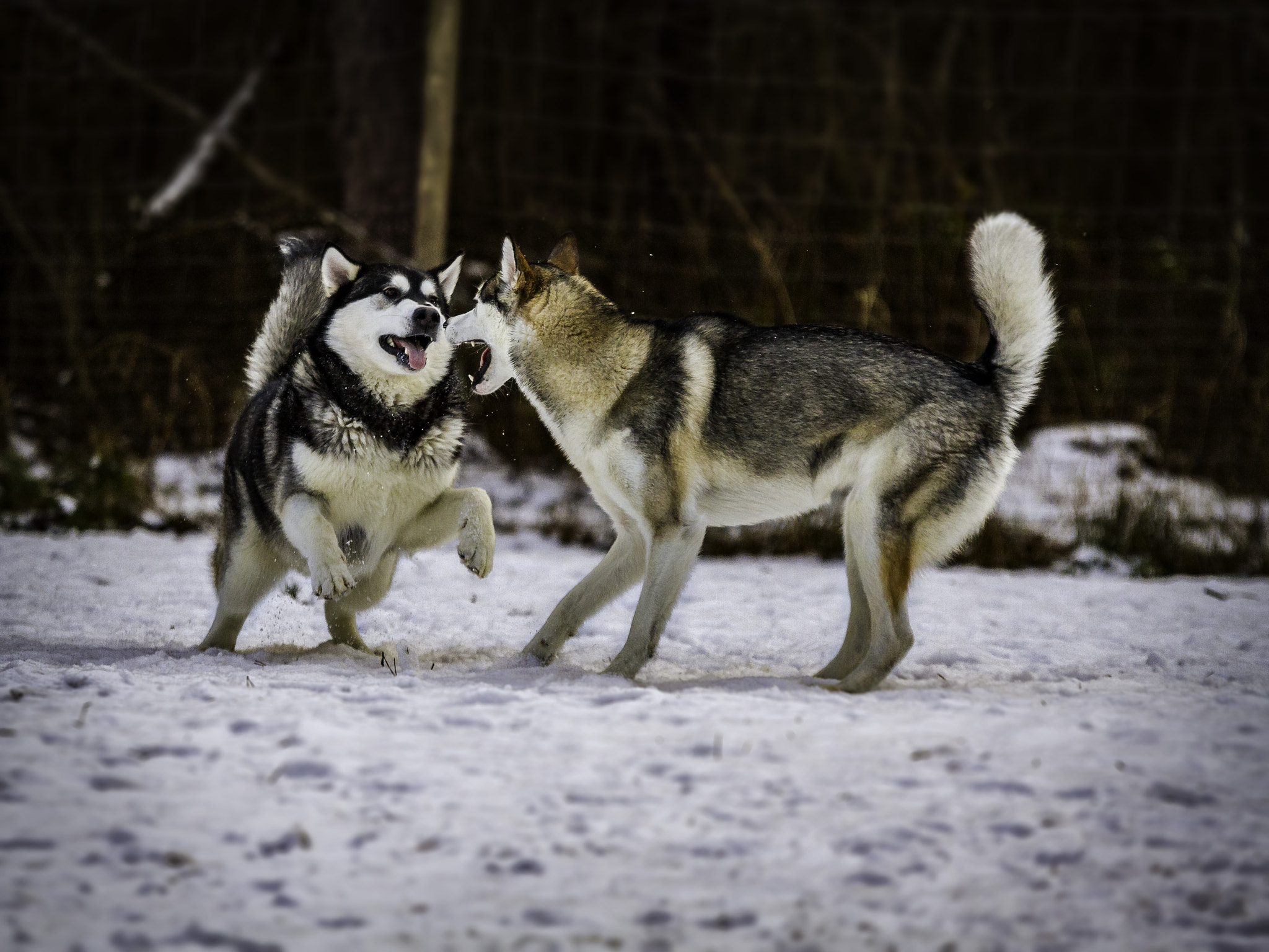 Sigma 70-200mm F2.8 EX DG OS HSM sample photo. Playing dogs photography