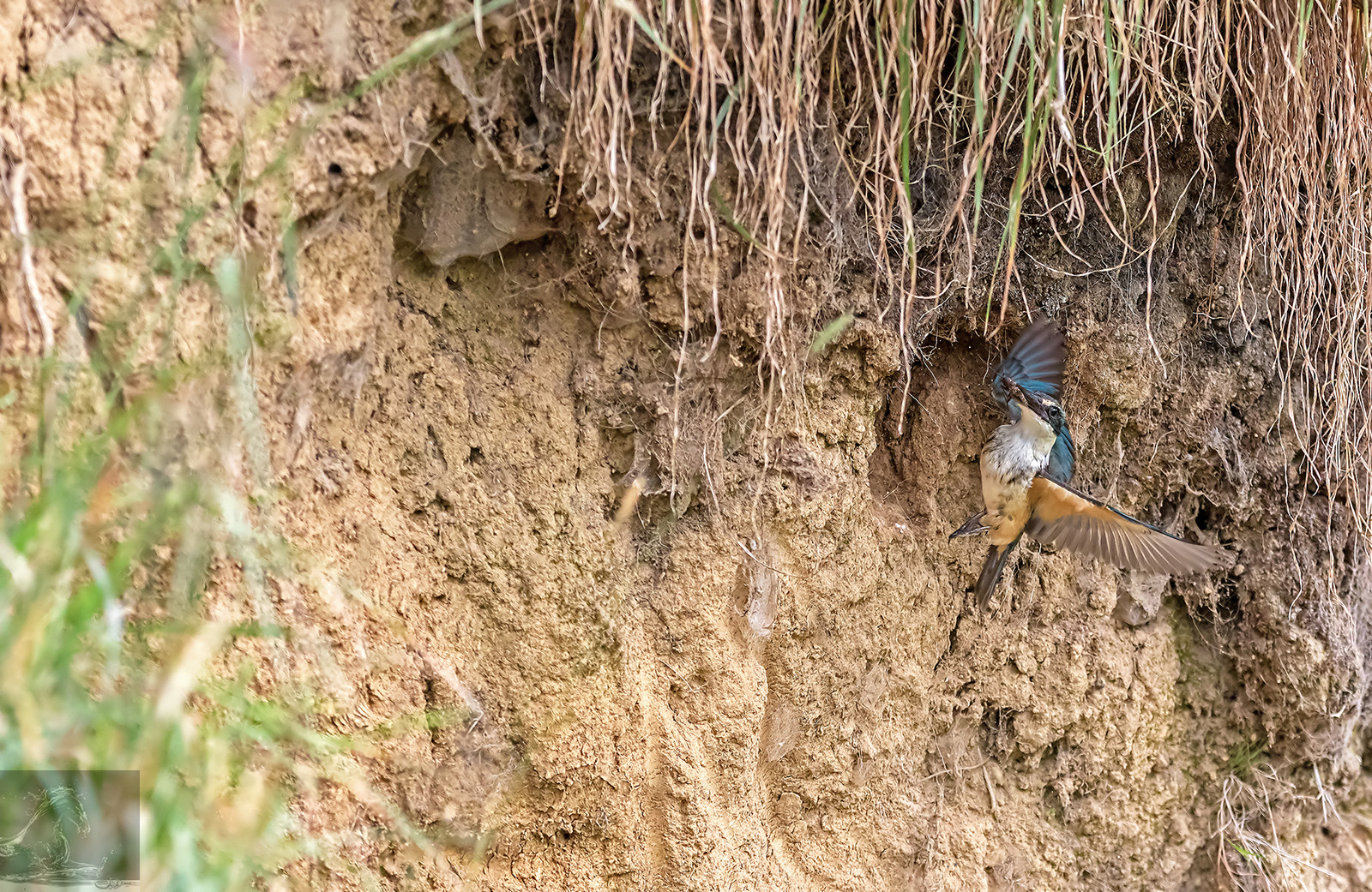 Canon EOS 7D Mark II + Canon EF 300mm F2.8L IS USM sample photo. Sacred kingfisher 47 photography