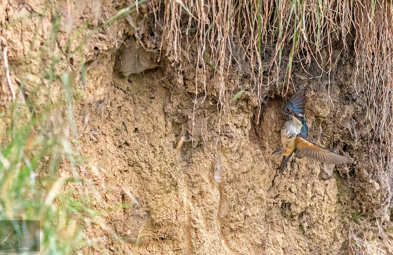 Canon EF 300mm F2.8L IS USM sample photo. Sacred kingfisher 47 photography