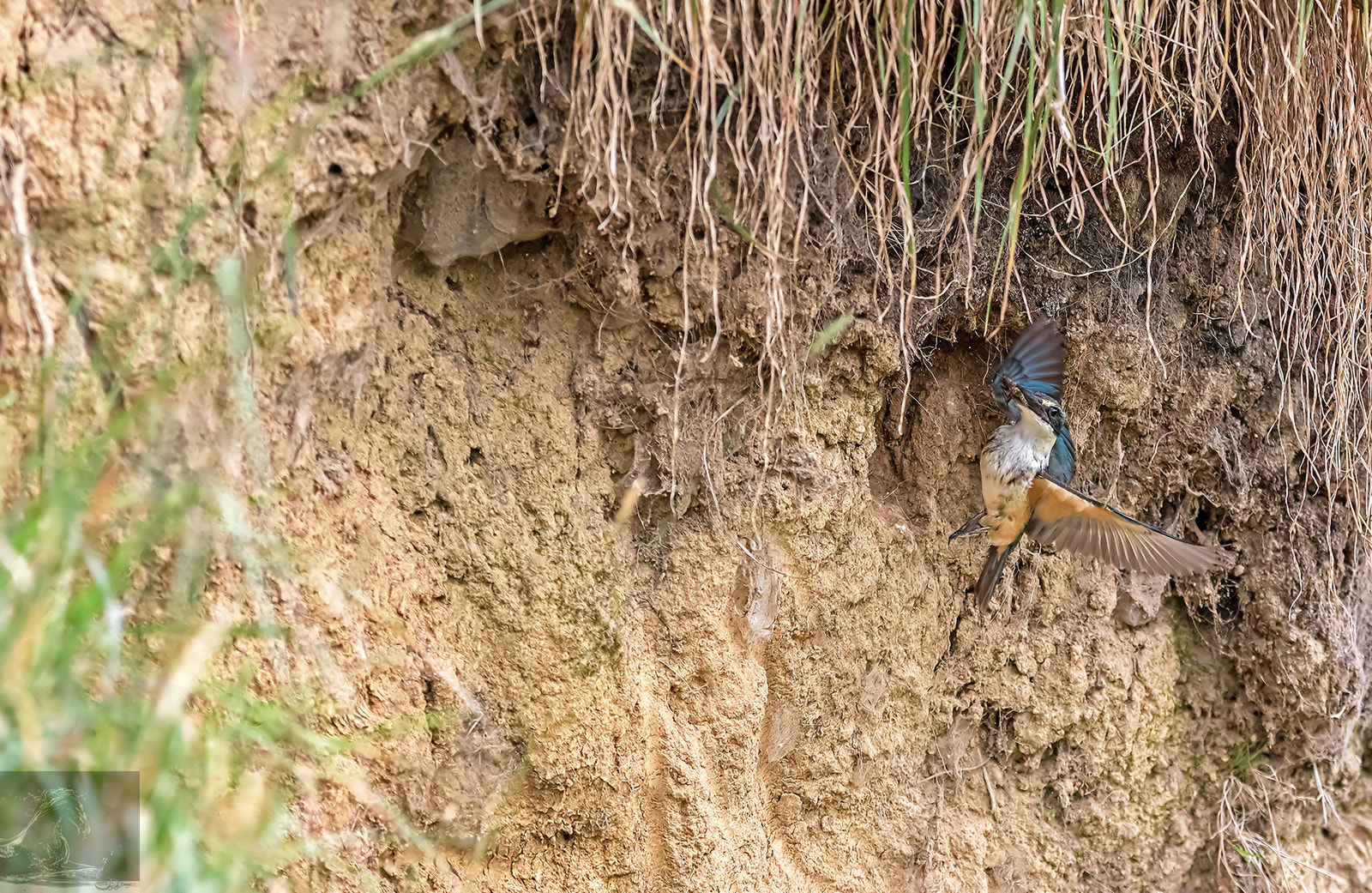 Canon EOS 7D Mark II sample photo. Sacred kingfisher 47 photography