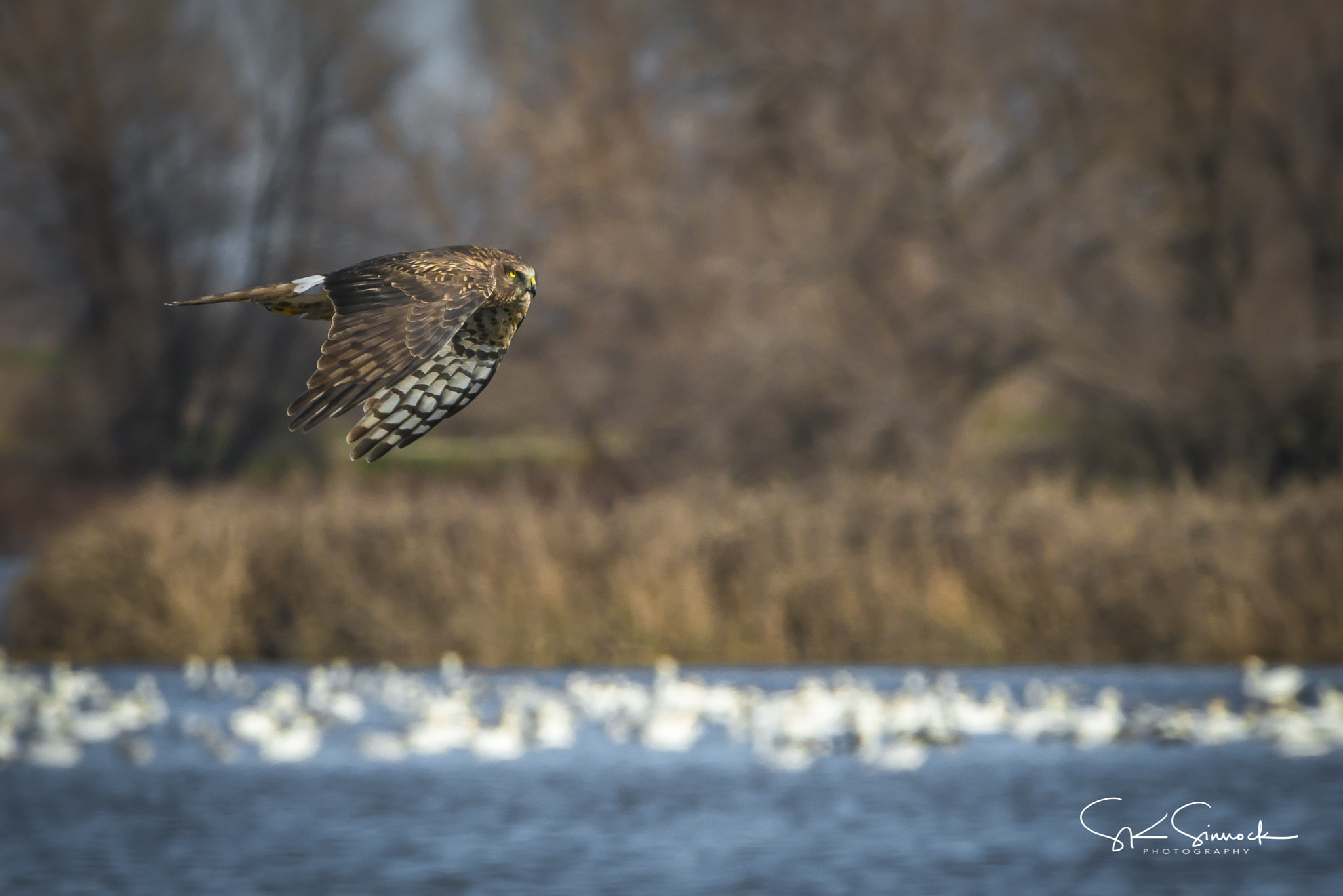 Nikon D800 sample photo. Northern harrier at sacramento nwr photography