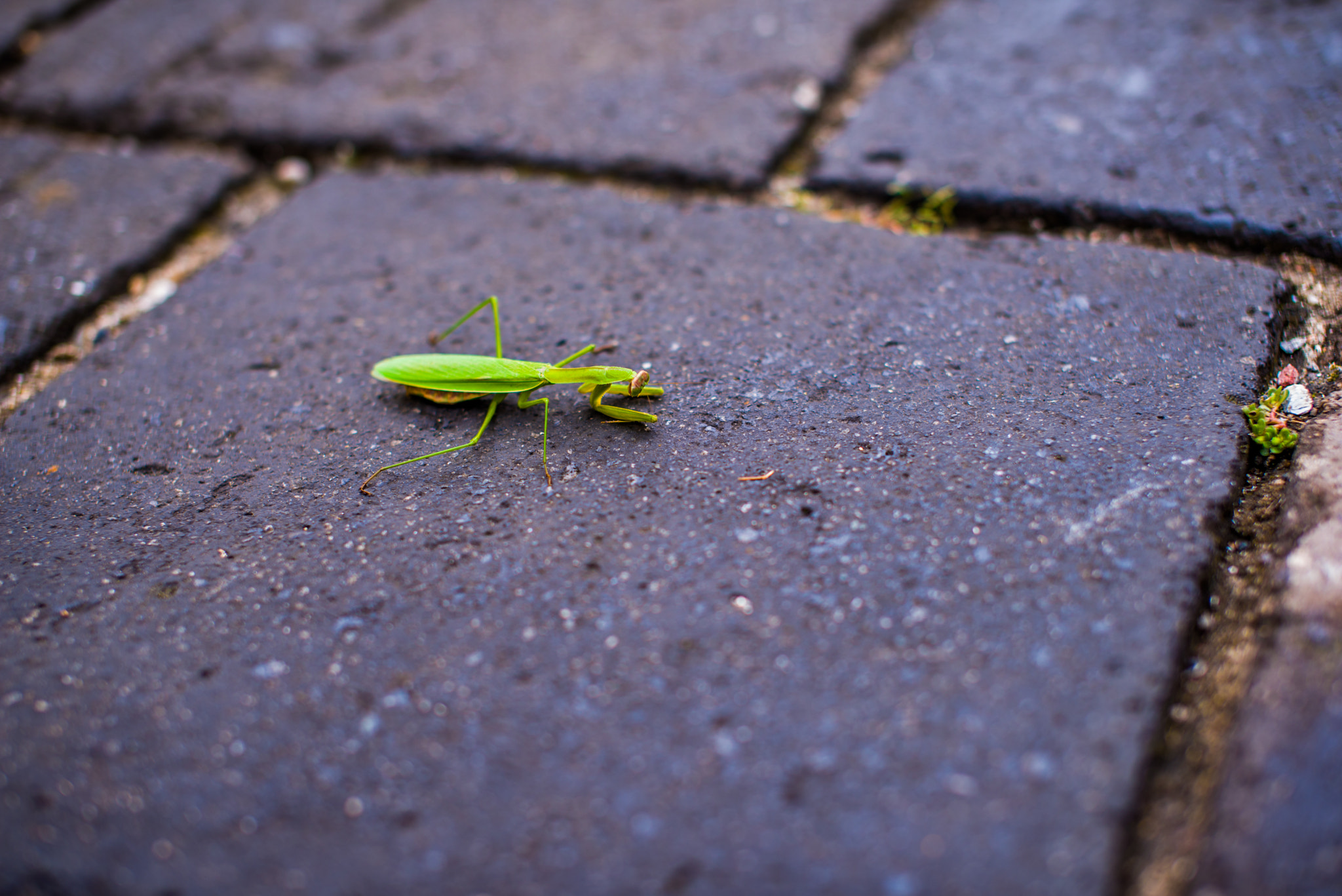 Nikon D750 + Sigma 50mm F1.4 EX DG HSM sample photo. 螳臂当车 photography