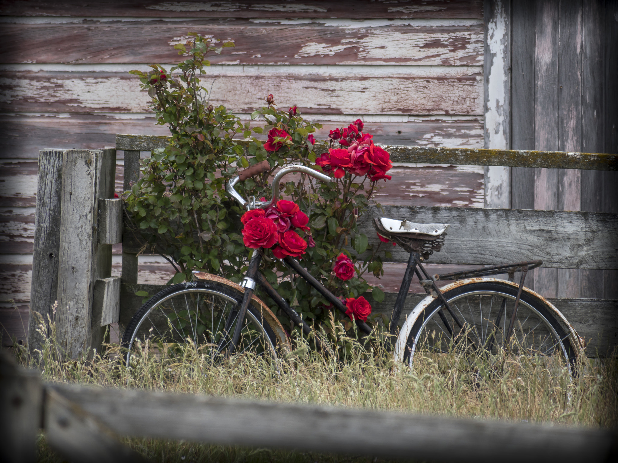 Panasonic Lumix DMC-GX8 sample photo. Old bike and roses.jpg photography