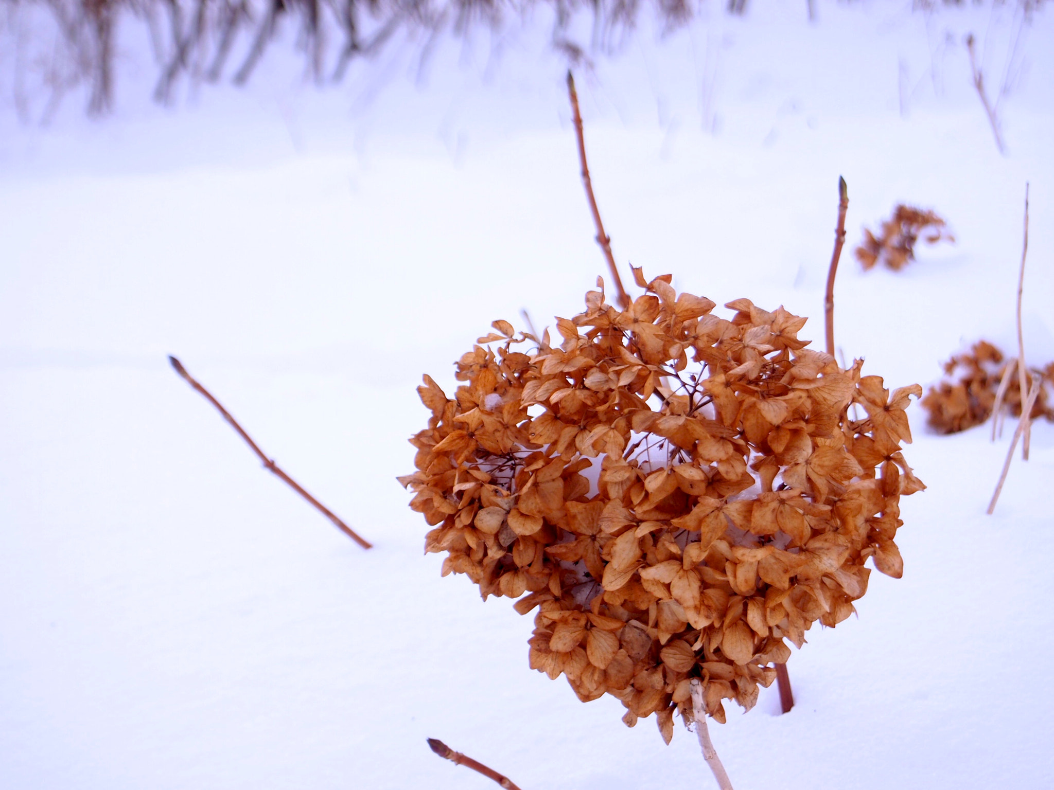 Olympus PEN E-PM1 sample photo. Winter cold photography