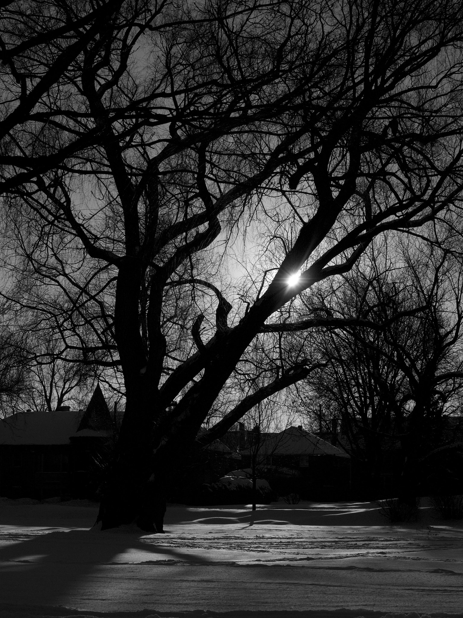 Olympus PEN E-PM1 + Olympus M.Zuiko Digital ED 40-150mm F4-5.6 R sample photo. Tree at sunset photography
