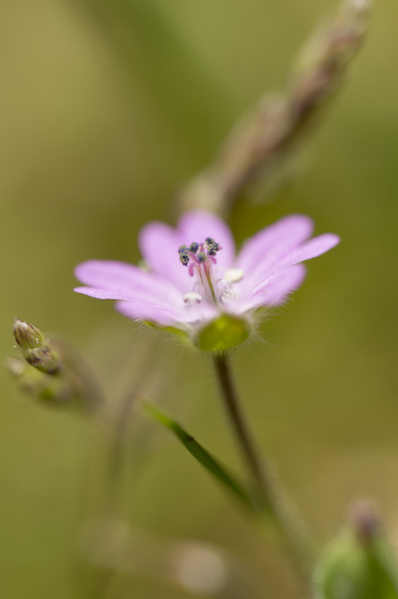 Nikon D3200 sample photo. Flower and grass photography