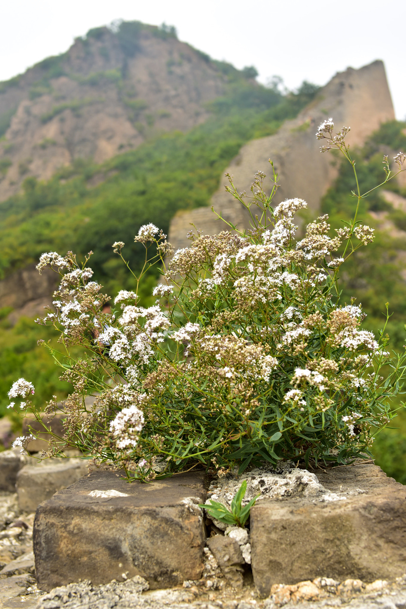 Nikon D750 sample photo. 角山长城的格桑花 photography