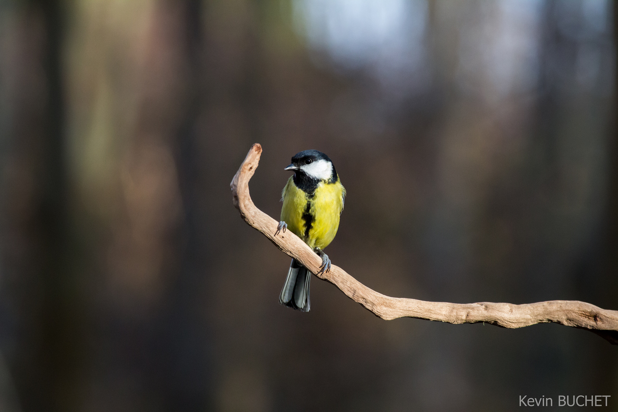 Canon EOS 700D (EOS Rebel T5i / EOS Kiss X7i) + Canon EF 70-200mm F4L USM sample photo. Bird photography