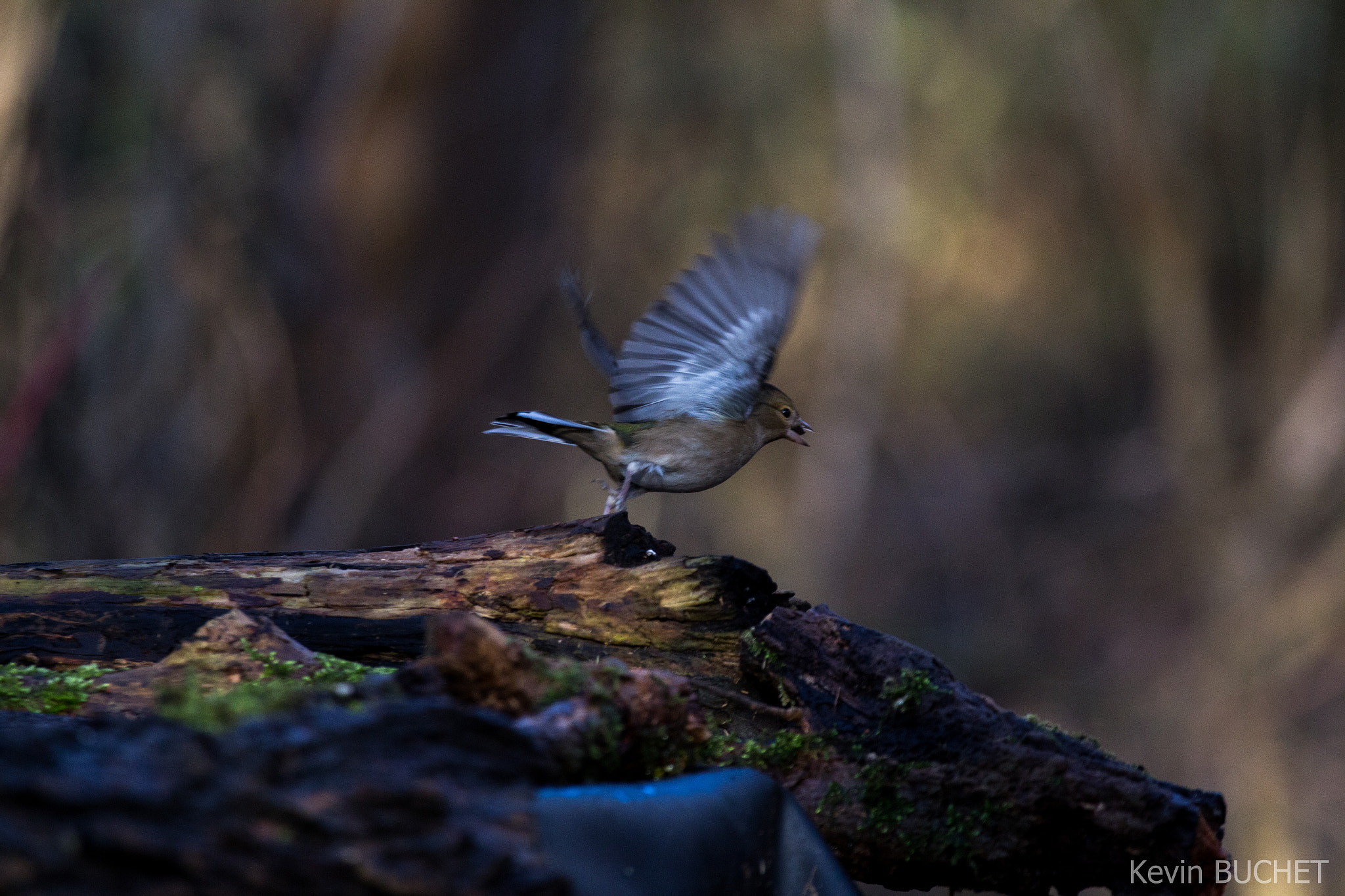 Canon EOS 700D (EOS Rebel T5i / EOS Kiss X7i) + Canon EF 70-200mm F4L USM sample photo. Bird photography