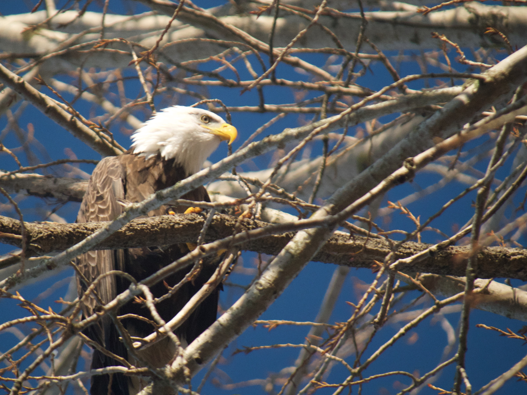 Panasonic Lumix DMC-GX1 + Panasonic Lumix G Vario 100-300mm F4-5.6 OIS sample photo. Bald eagle photography