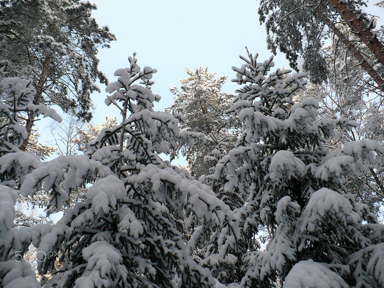 Panasonic DMC-LZ7 sample photo. Spruce covered with snow photography