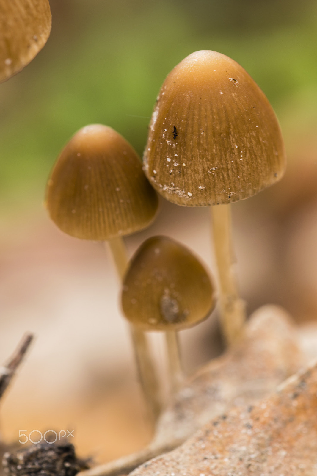 Sigma 150mm F2.8 EX DG Macro HSM sample photo. Brown mushrooms #1 photography