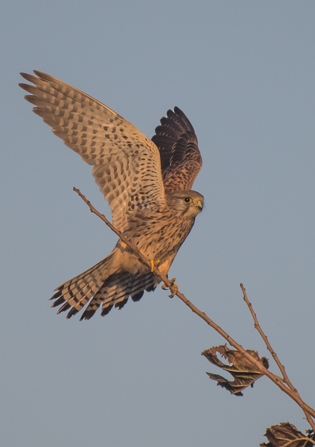 Nikon AF-S Nikkor 200-500mm F5.6E ED VR sample photo. Taking off photography