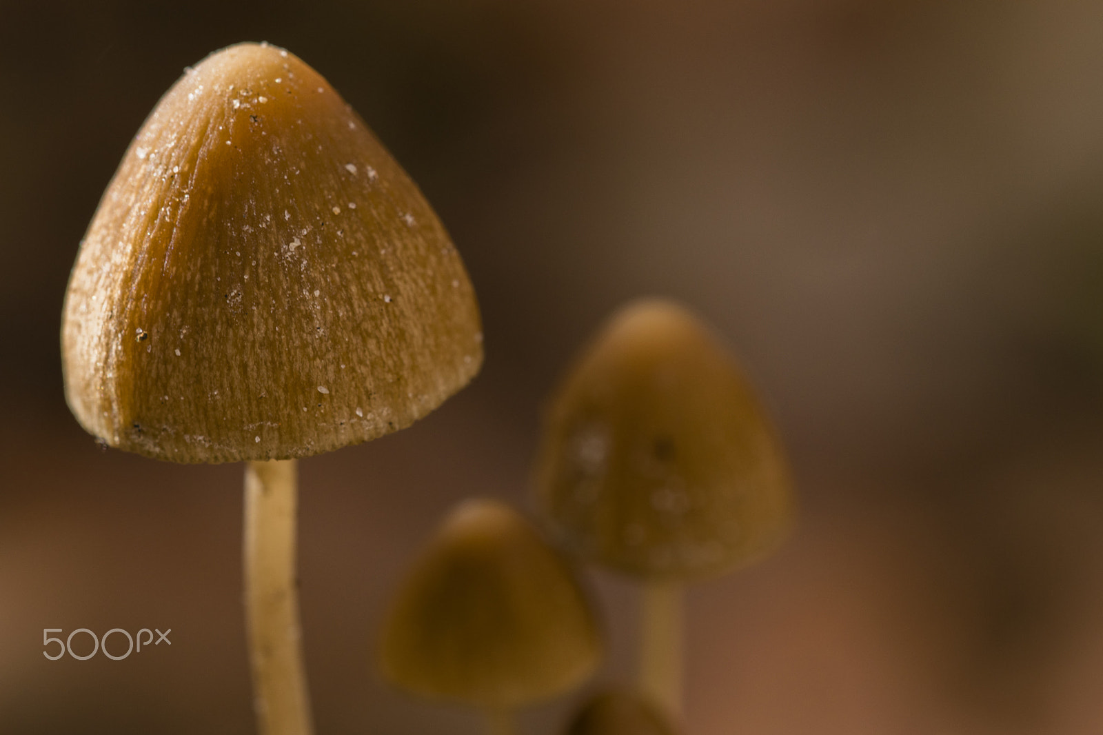 Sigma 150mm F2.8 EX DG Macro HSM sample photo. Brown mushrooms #2 photography