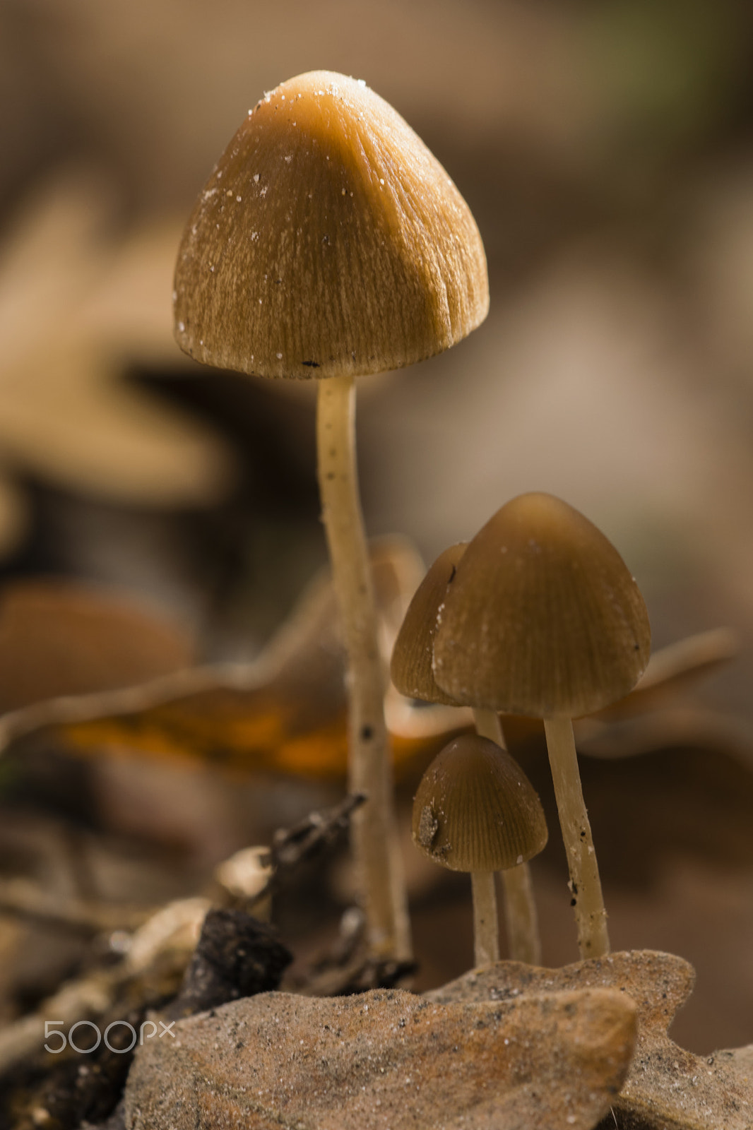 Sigma 150mm F2.8 EX DG Macro HSM sample photo. Brown mushrooms #3 photography