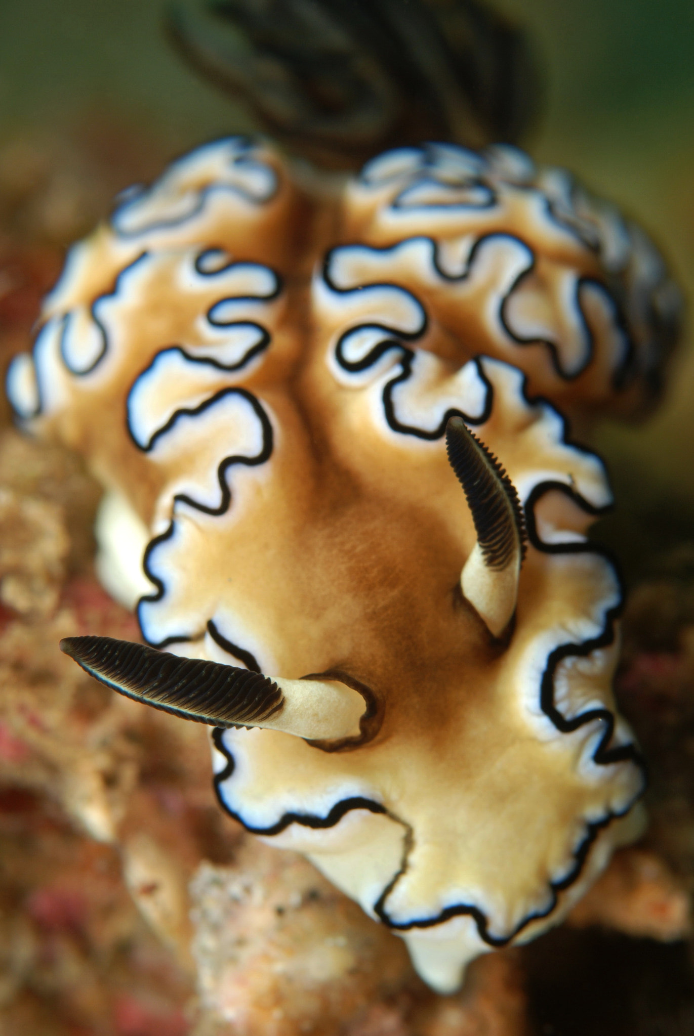 Nikon D80 + AF Micro-Nikkor 60mm f/2.8 sample photo. Doriprismatica sibogae photography