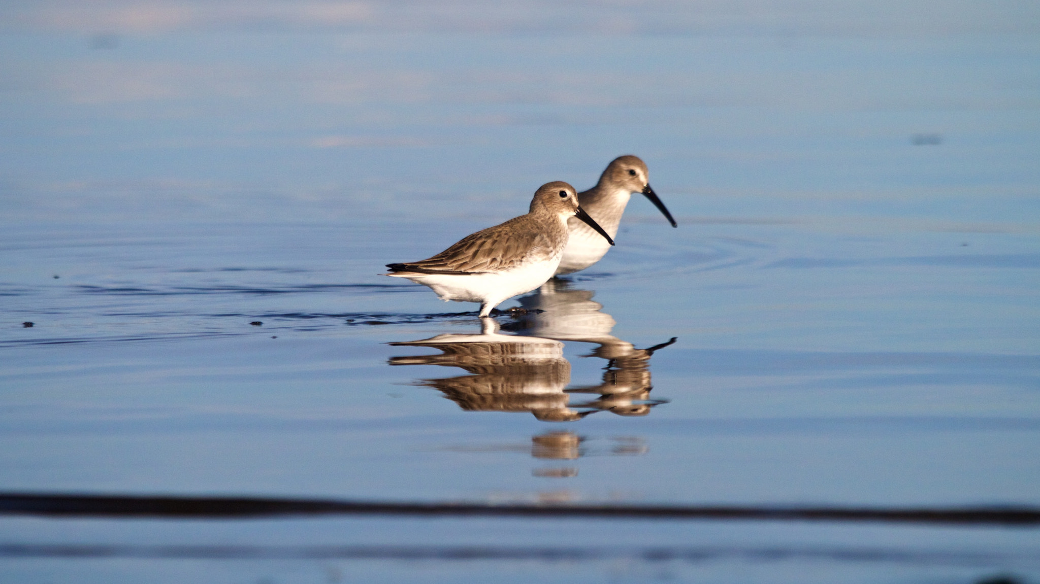 Panasonic Lumix DMC-GX1 sample photo. Plover photography