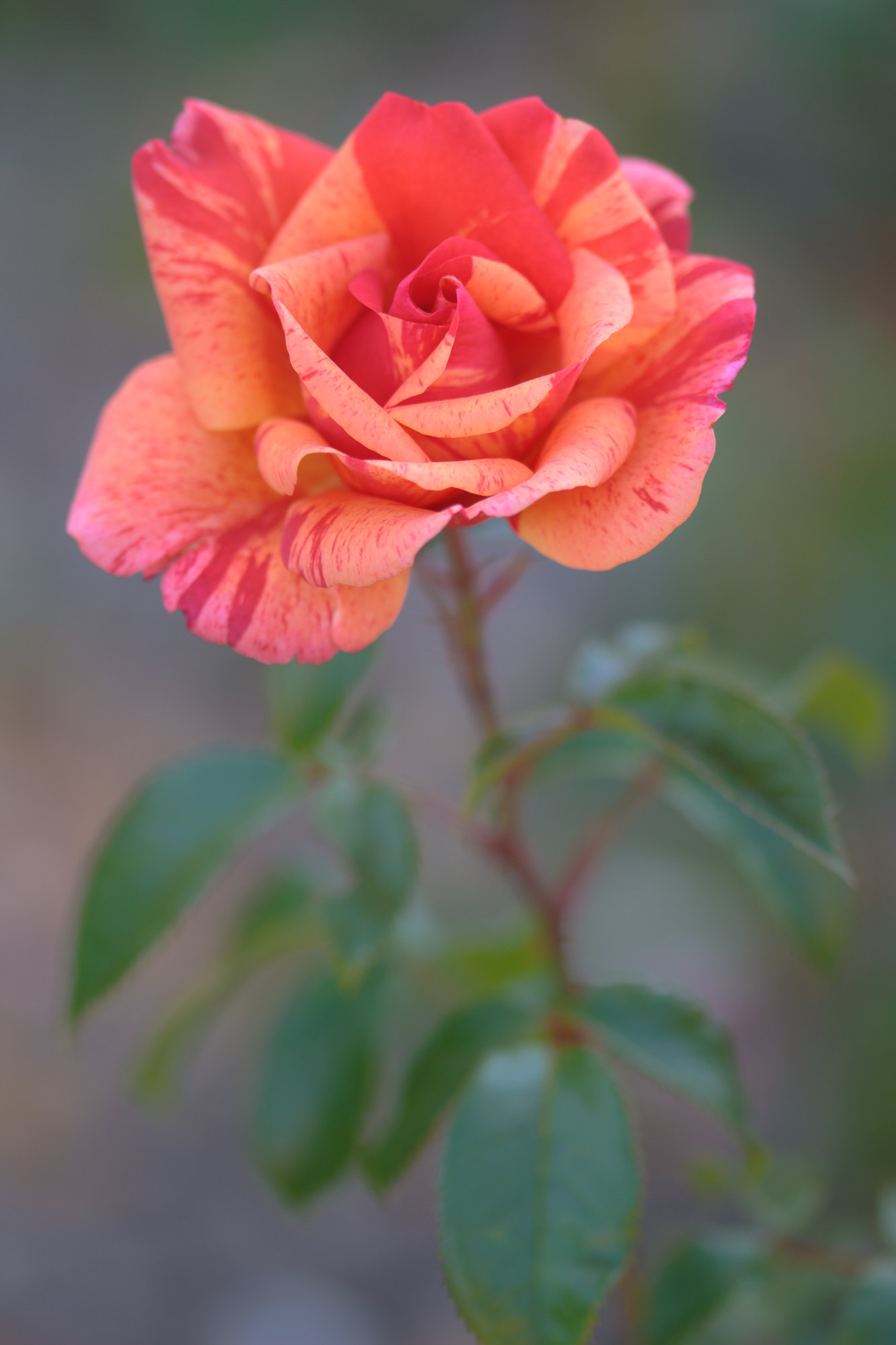 Sigma 105mm F2.8 EX DG OS HSM sample photo. Nature  photography