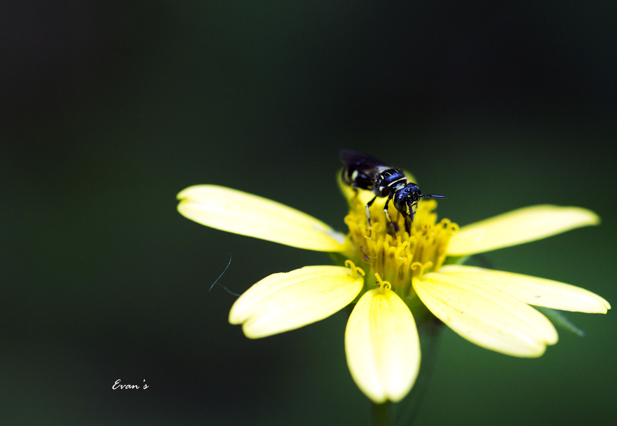 Nikon AF-S Micro-Nikkor 105mm F2.8G IF-ED VR sample photo. Just stand photography