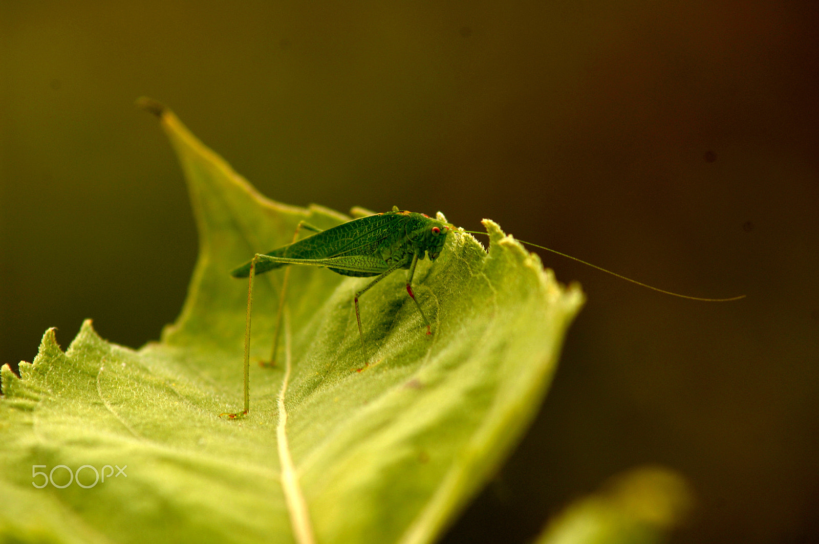 Nikon D2X + AF Zoom-Nikkor 70-210mm f/4 sample photo. Hopper photography