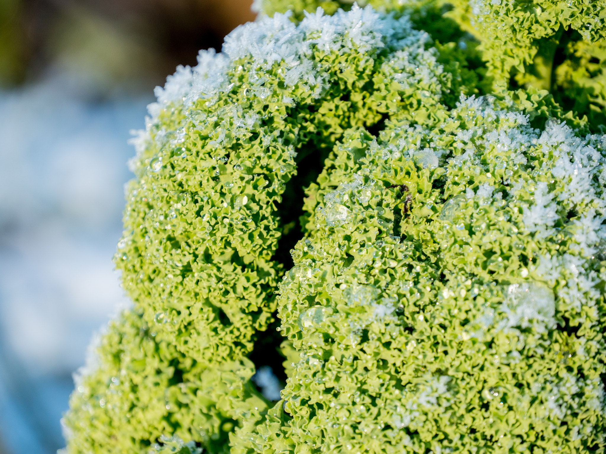 Panasonic Lumix DMC-GH4 sample photo. Cauliflower photography