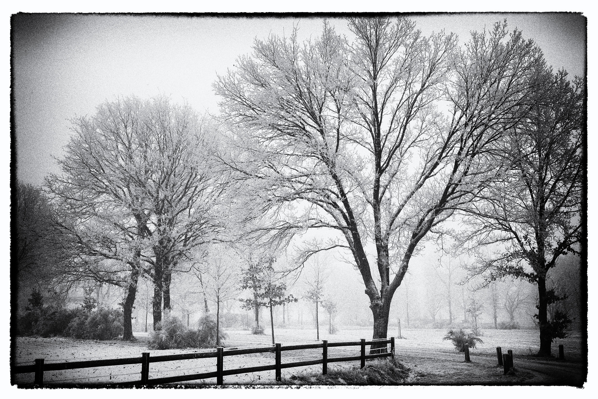 Canon EOS-1D X Mark II sample photo. Winterwonderland photography
