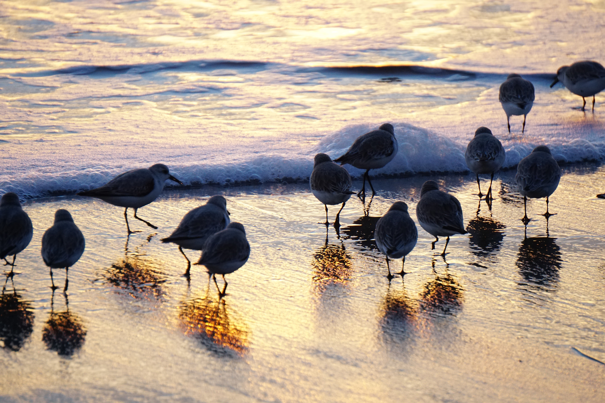 Sony E 55-210mm F4.5-6.3 OSS sample photo. Sand pipers photography