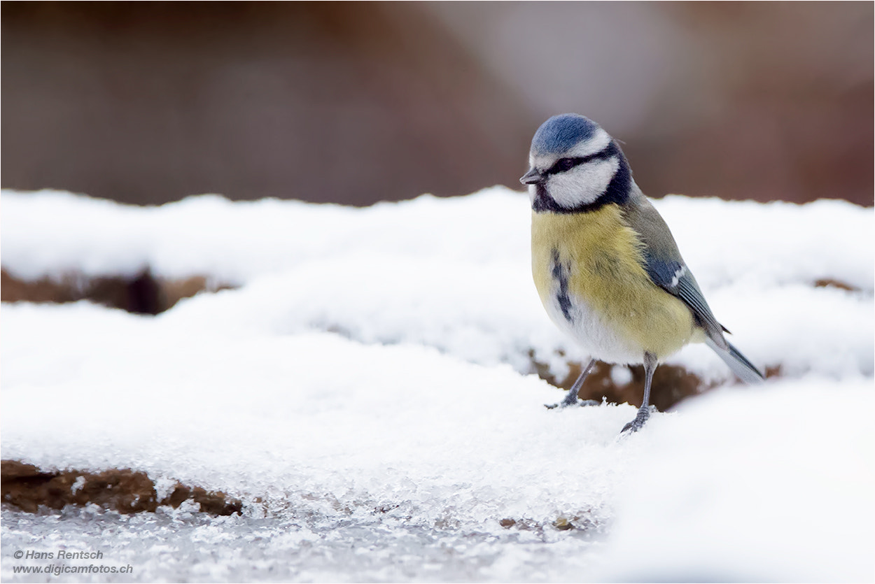 Nikon D5 sample photo. Blaumeise photography